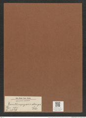 Xanthiopyxis oblonga Ehr. (de-Toni-Nr.: Genus 190, Species 4709) Zeichnungen Sammlung Grunow Mappe 04603 (Herbarium_W_Grunow_drawings_Folder_04603)